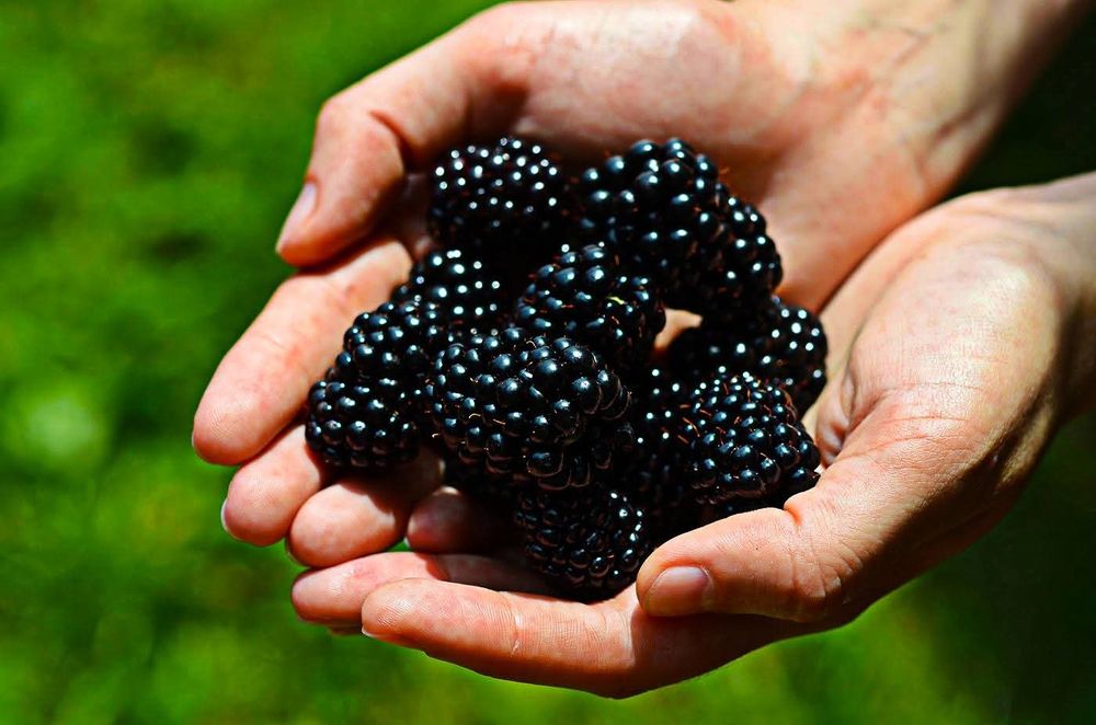 Mure de cultura BIO Congelate