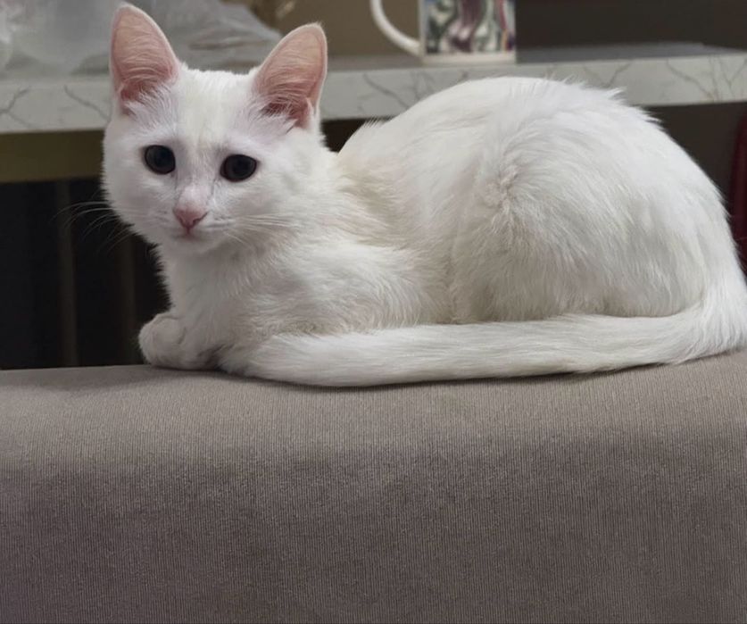 Отдам котёнка бесплатно