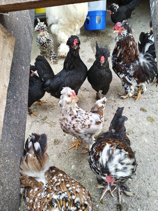 Яйца от струмски бантам и петли