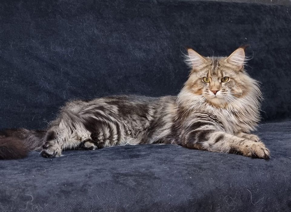 Maine coon puiut