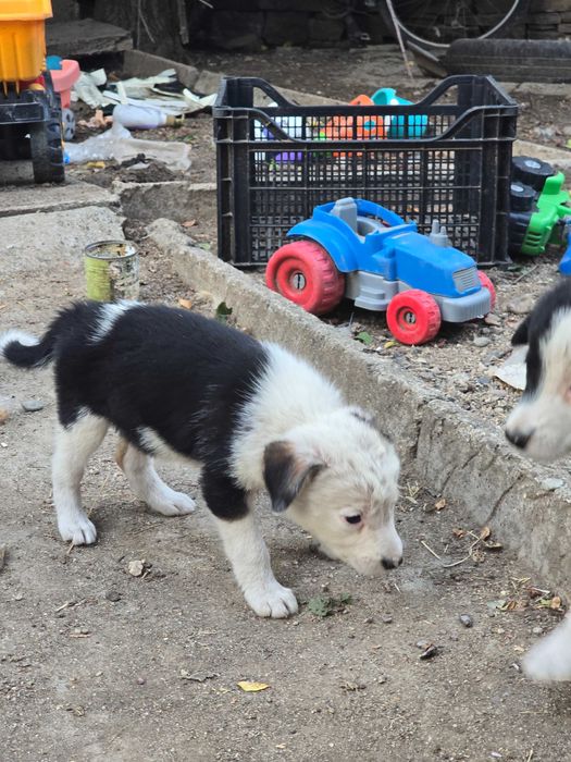 Бордър коли отбити 6 кученца