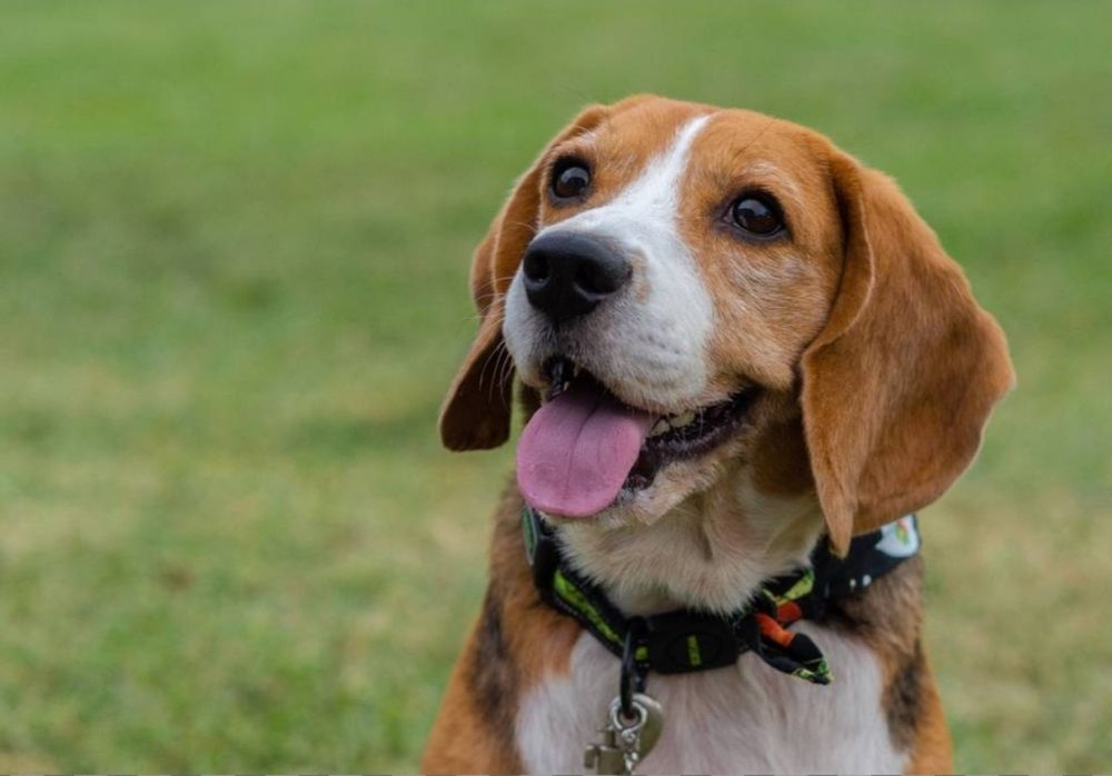 Выгул собак любой пароды