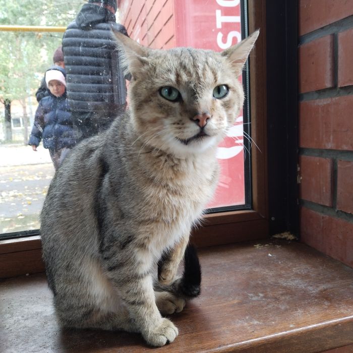 Кот несчастный в добрые руки