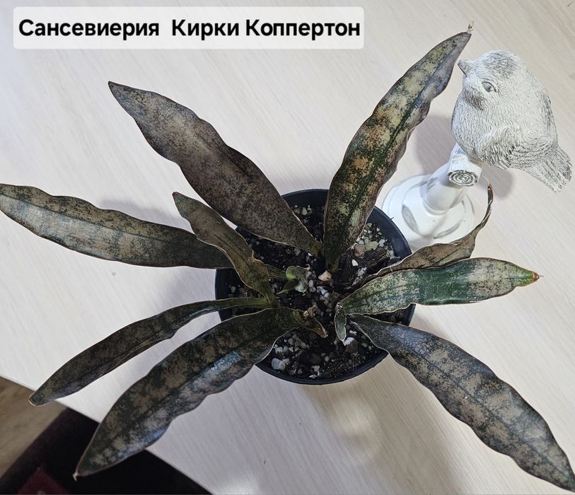 Сансевиерия (Сансевьера).Комнатные цветы.