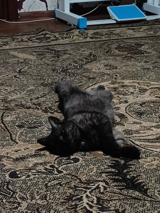 отдам кота в добрые руки