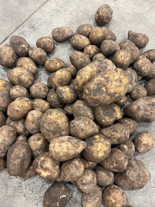 Продам картофель оптом