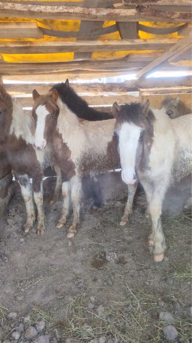 Продам жабагы откормленные