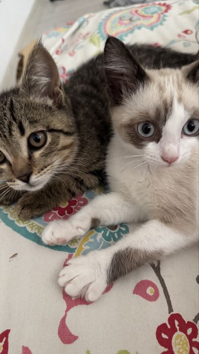 Котенок Шотландский