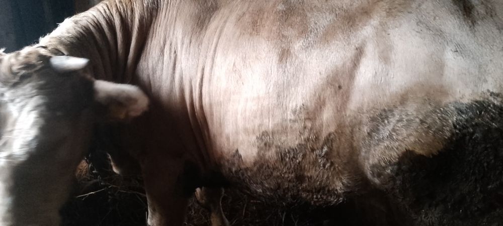 Продам бычка. Возраст 1год и 6месяцев