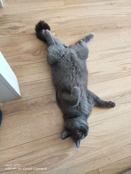 Британский котенок