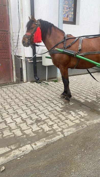 Vand armasar de 3 pe 4 ani garantat de ham