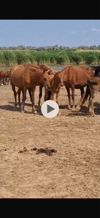 Құлынды Бие, бие с құлынам