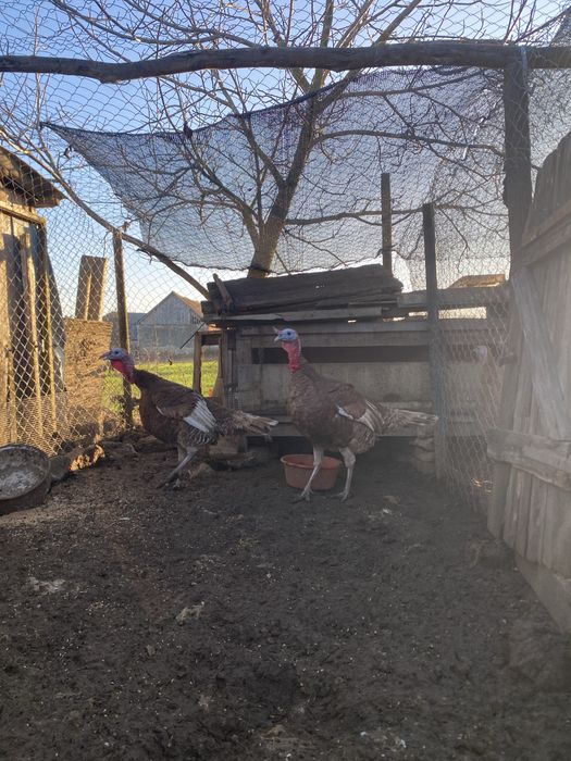 vand curcani frumosi si mari