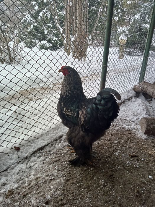 Продаю петушков породистых.