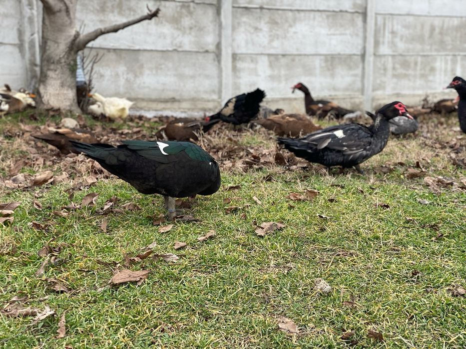 Rate lesesti/mute ciocolatii albastre sidef si negru