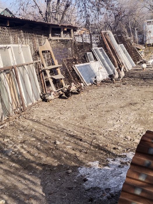 Продам гусынь ..