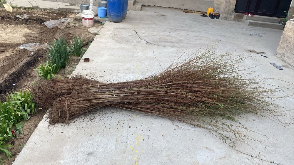 Тополь, Вязь и слива