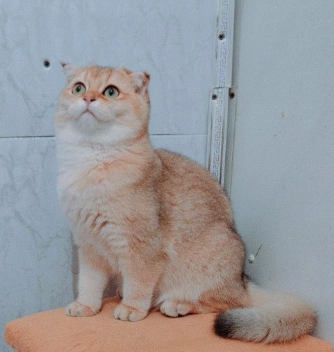 Котята Золотистые Фолды