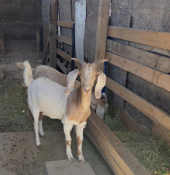 Битал еки ургыщы лактар бар