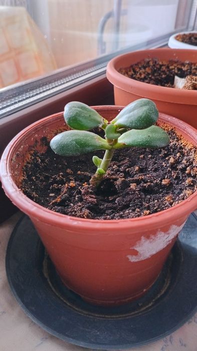 Продам денежное дерево "толстянка"