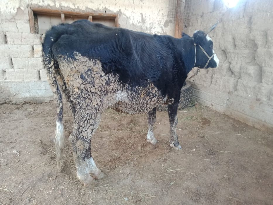 Сиыр сатылады. Қысыр