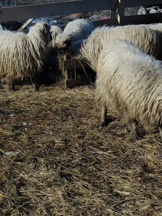 Oi de vinzare toate tinere depuse toate de fătare