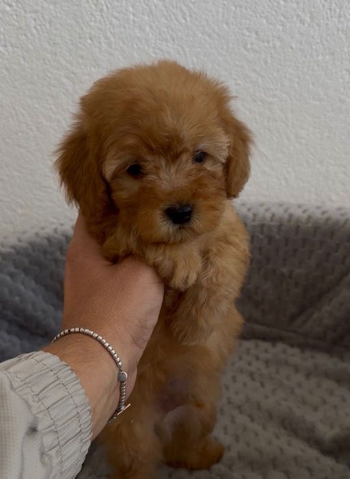 Малтипу Maltipoo Мини