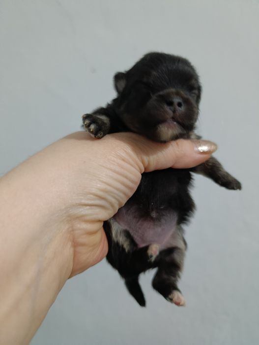 Щенки шпица мини