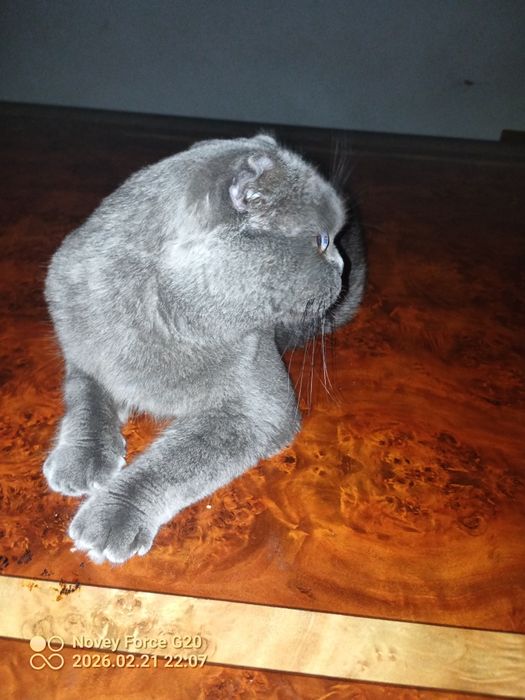 Muwuk parodali juda aqlli