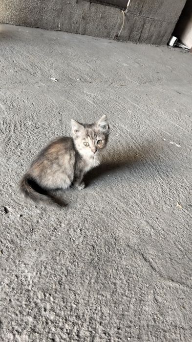 Отдам котенка в хорошие руки.