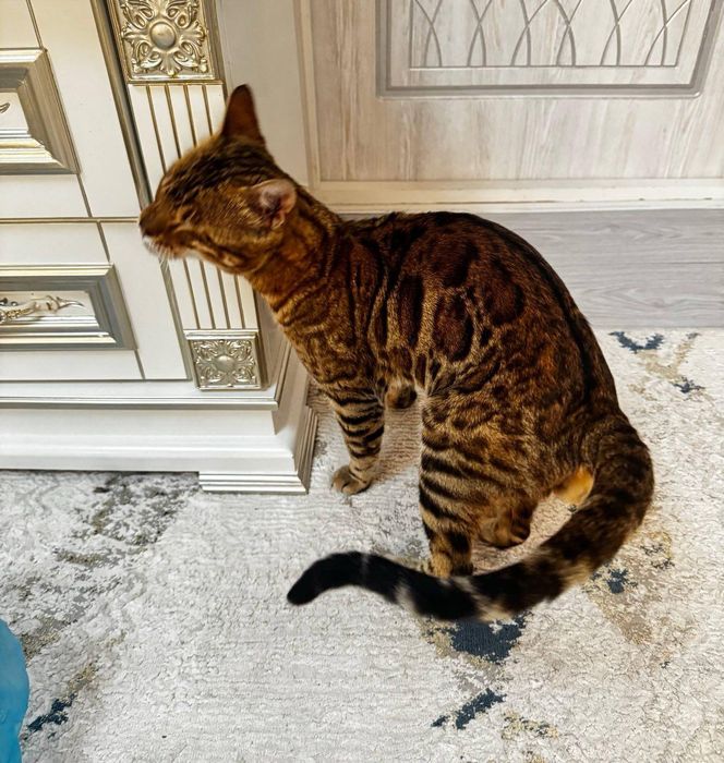 Bengal mushuk.             ...