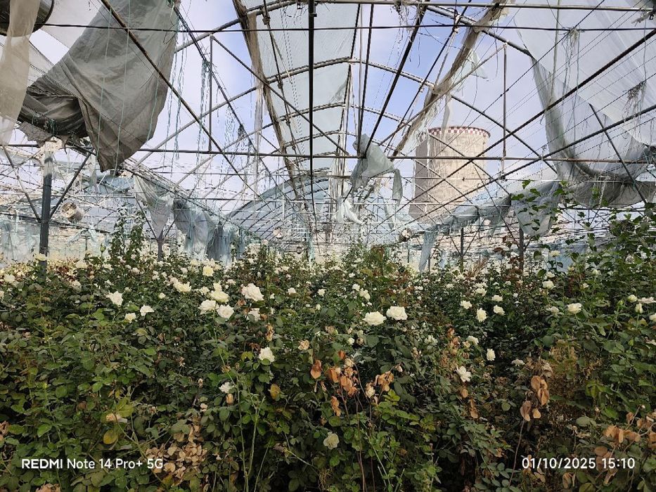 Сифатлик Атиргул кучатлари сотилади