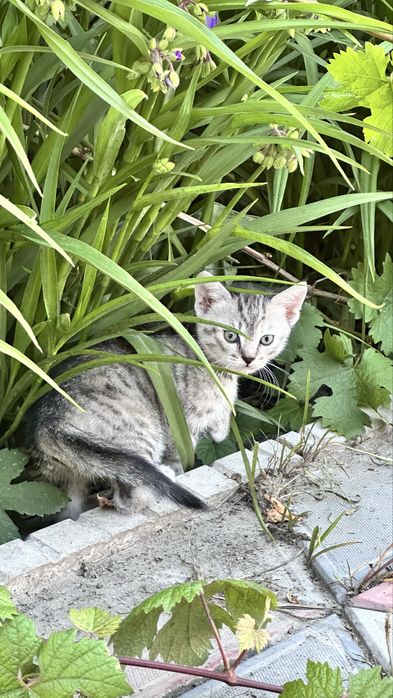 Отдам котят в добрые руки