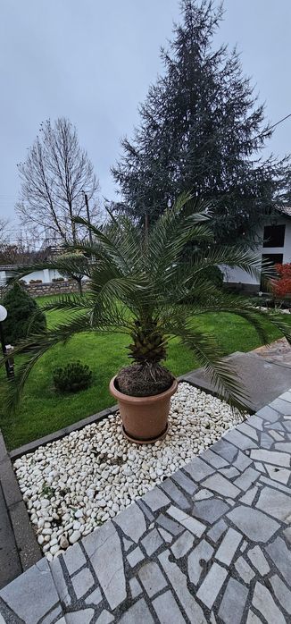 Канарска финикова палма