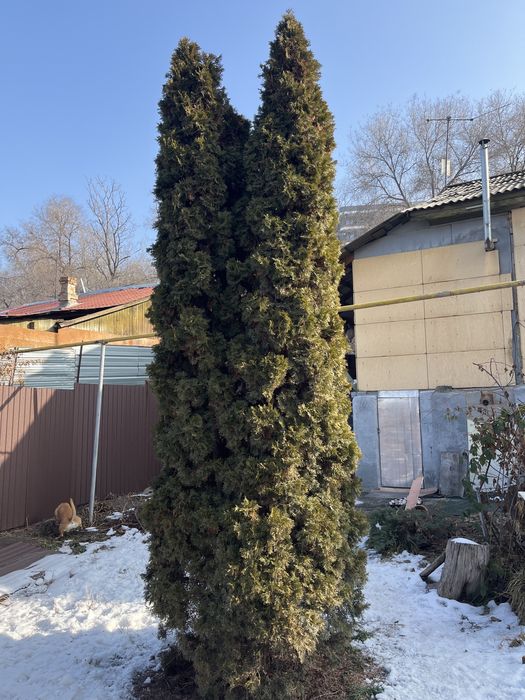 Туя в хорошие руки