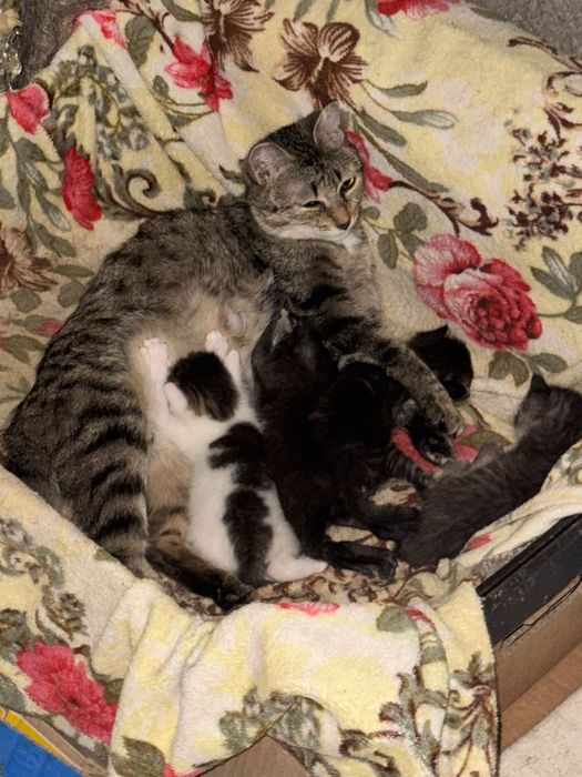 Кошка  в добрые руки