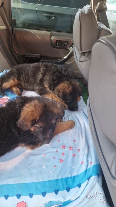 Немецкая овчарка