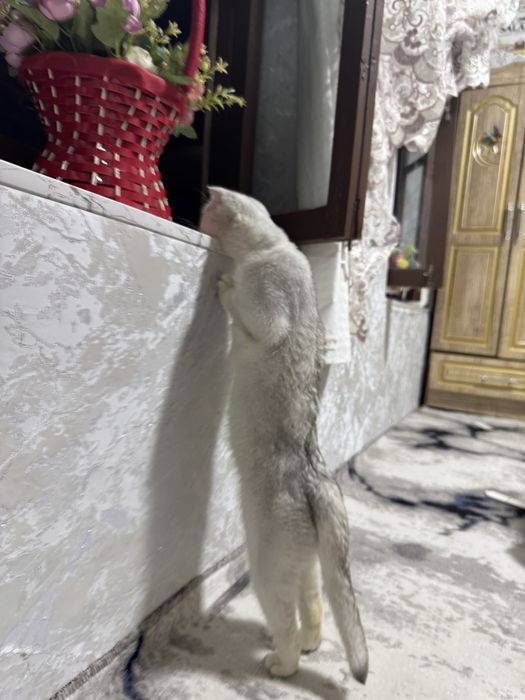 Scottish fold chinchilla Mushik srochni  sotiladi