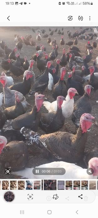 Мяса .Индюки домашние .