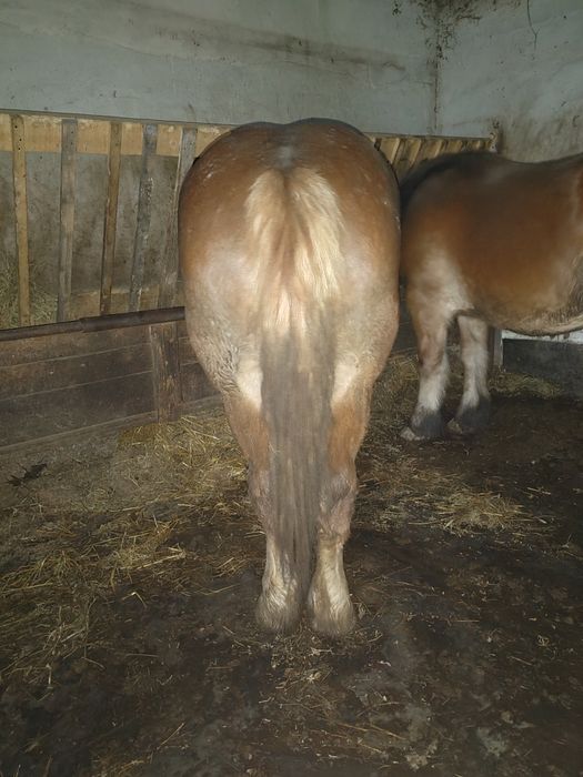 Vând mânza dio ani jumate