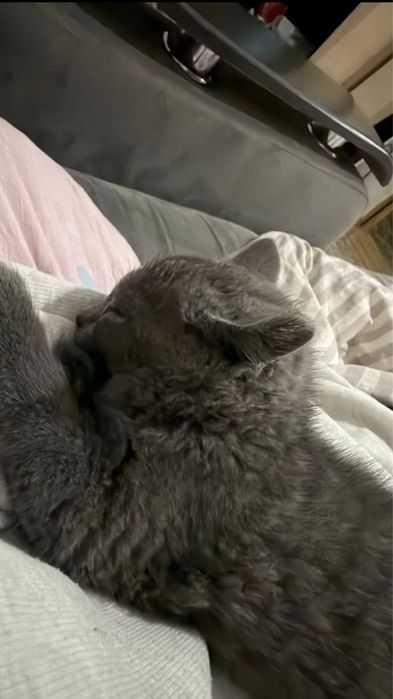 Британский Котенок домашний, Лео