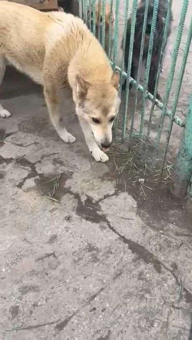 Ищем любящих хозяев