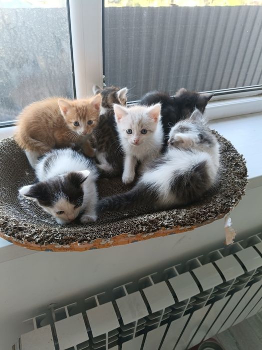 Котята бесплатно