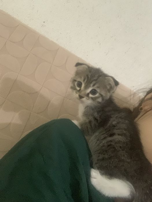 Продается котёнок мальчик,