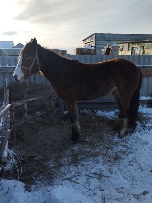 Бие сатылады,бір құлындаған