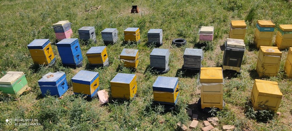 Мед степной свежий