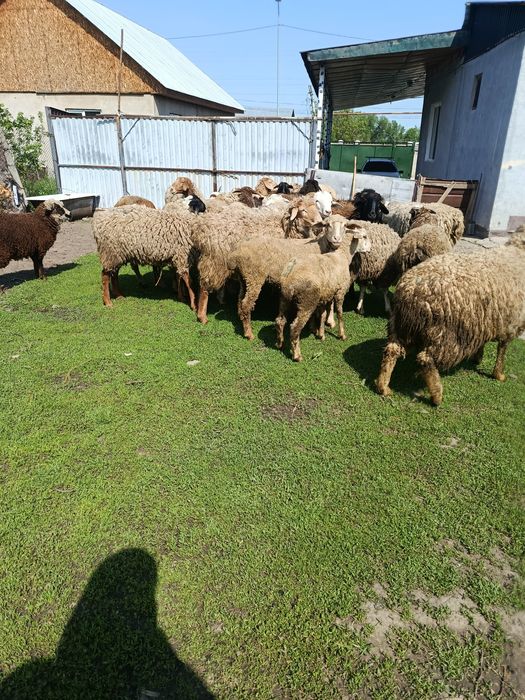 В продажи Жирных Баран.