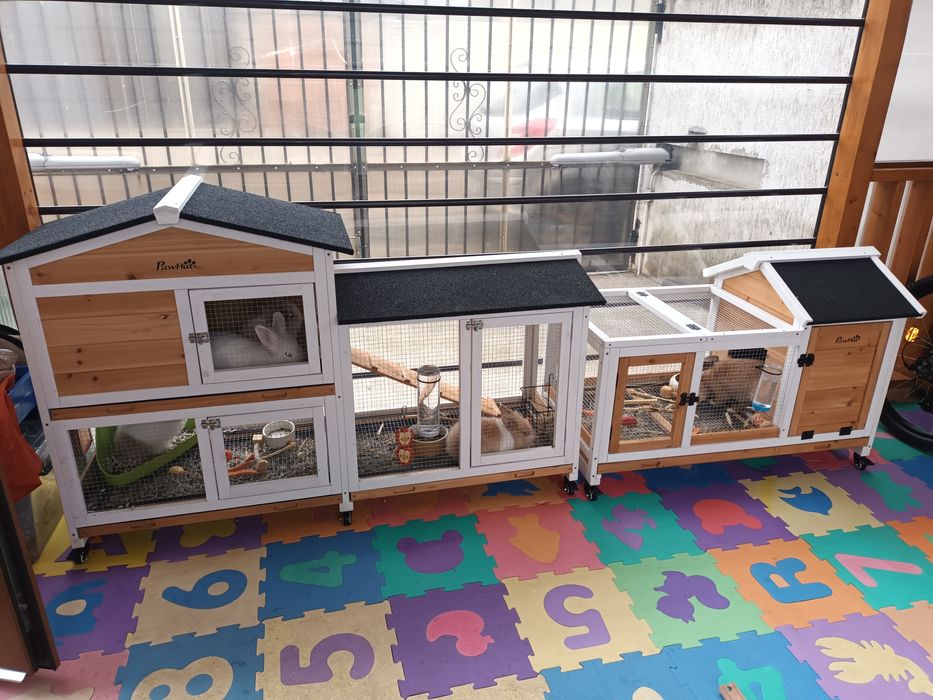 Iepuri pitici mini cap de leu si custi