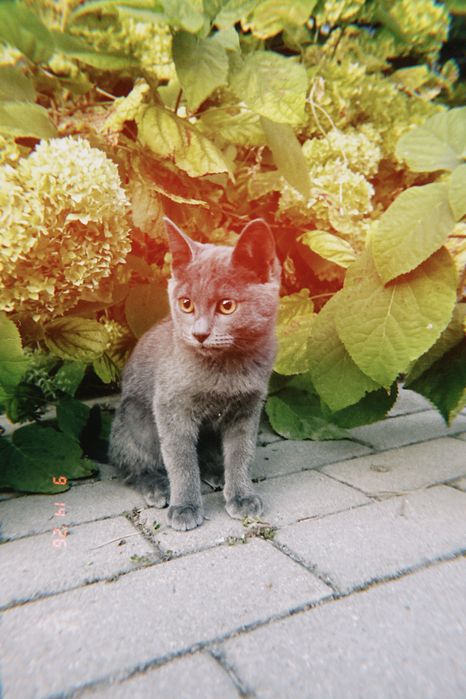 Котенок , девочка Срочно ищет хозяина!!!