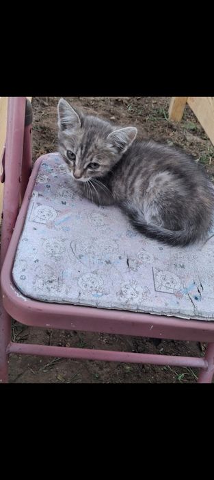 Отдам кошечку в добрые руки